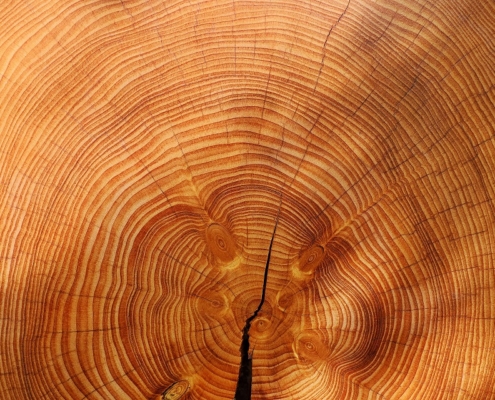 pila katr truhlárna